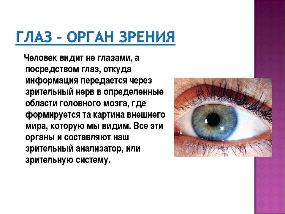 Почему видит глаз. Зрение человека. Сообщение о глазах. Информация о глазах человека. Материал глаза.
