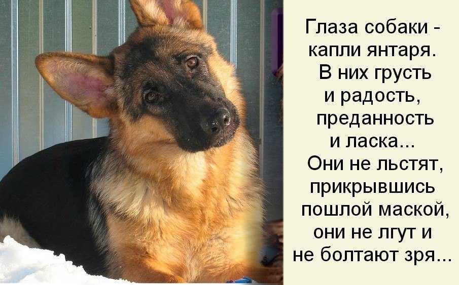 Как подружить кошку с собакой в квартире или доме – возможно ли это?