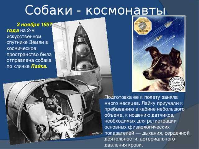 Собаки-космонавты