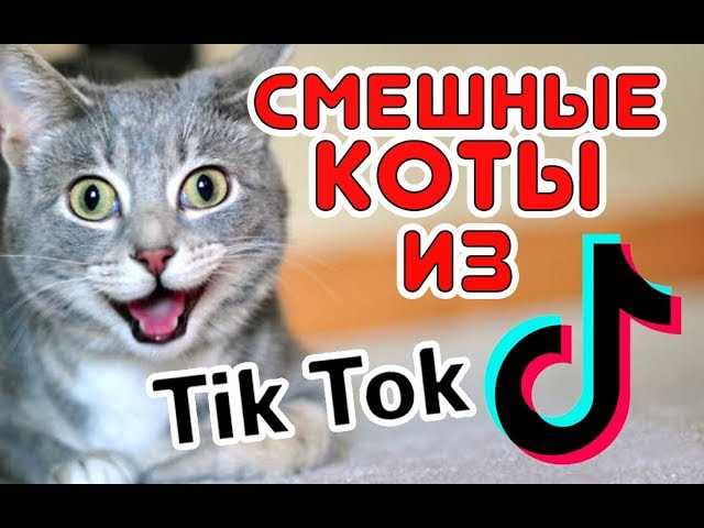 Более 29 млн просмотров: кот-боксёр из кемерова стал звездой tiktok - лента новостей кемерово