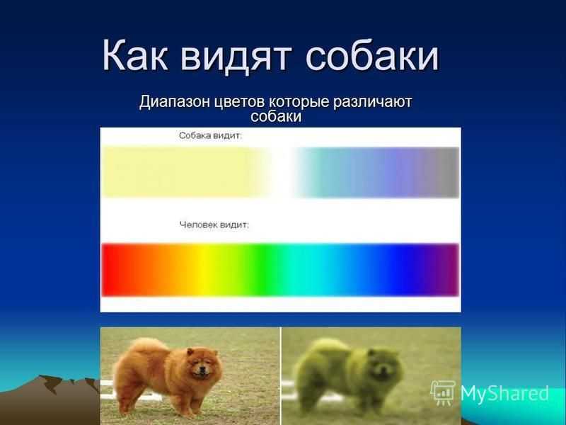 Как видят кошки: подробное описание, как устроено зрение кошек и какие они способны различать цвета